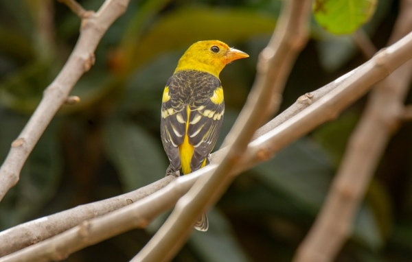 Птица западный танагер сидит на ветке