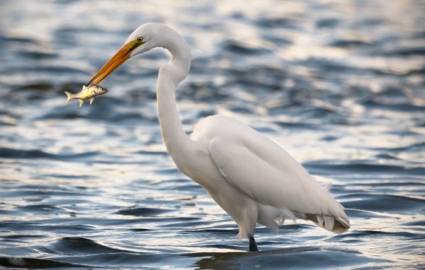 Белая цапля с рыбой в клюве в воде