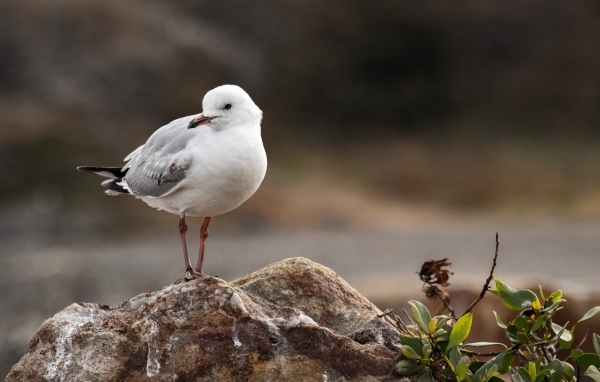 Белая маленькая чайка сидит на камне