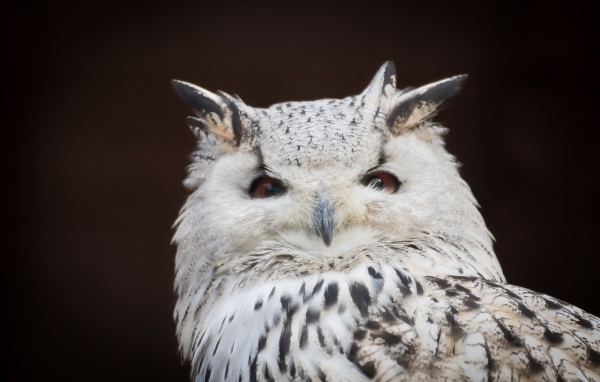 Белая сова с карими глазами на черном фоне