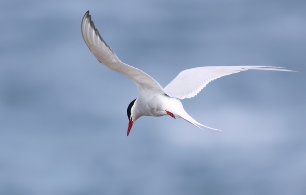Белая чайка парит в голубом небе