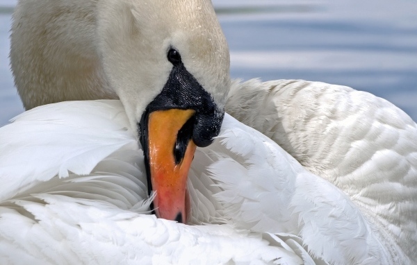 Белый лебедь прячет клюв в перья