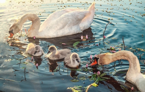 Белые лебеди с птенцами в воде