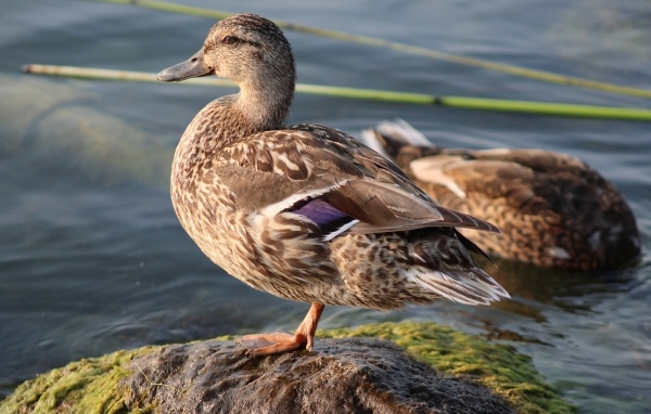 Дикая утка стоит на камне у воды