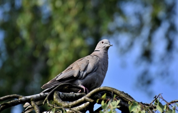 Дикий серый голубь сидит на ветке