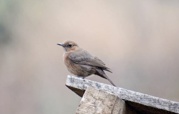 Птица крапивник сидит на  деревянной планке