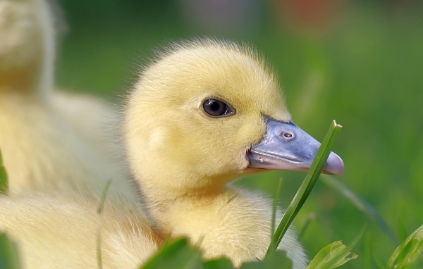 Желтый утенок в траве крупным планом