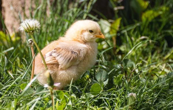 Желтый маленький цыпленок сидит в зеленой траве