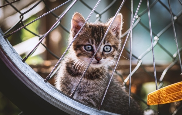 Серый маленький котенок прячется за колесом