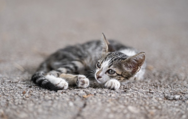 Маленький серый котенок лежит на асфальте