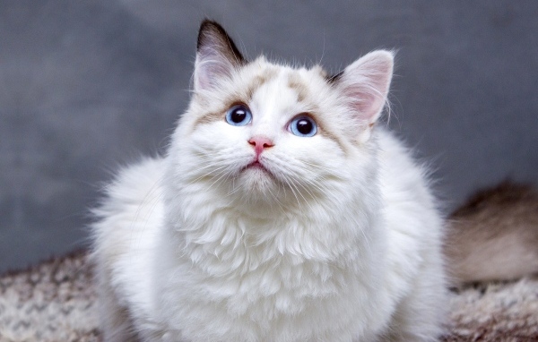Красивая пушистая голубоглазая кошка 