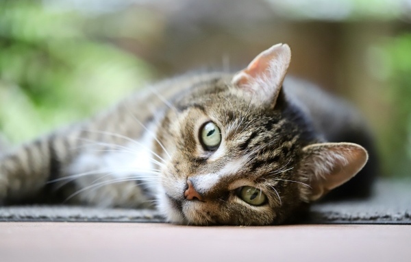 Красивый серый полосатый голубоглазый кот