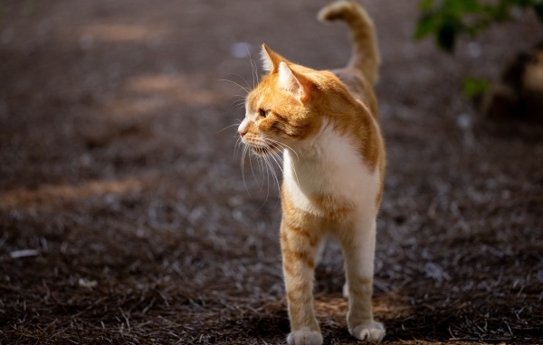 Красивый рыжий кот в лучах солнца