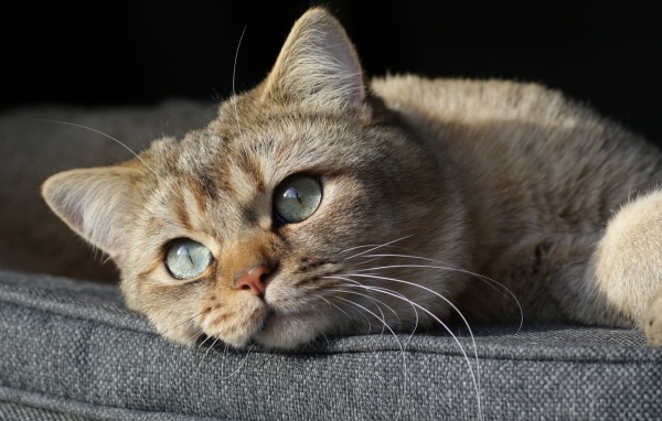 Красивый породистый зеленоглазый кот лежит на кровати