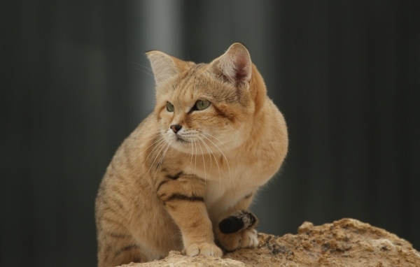 Красивый дикий барханный кот 