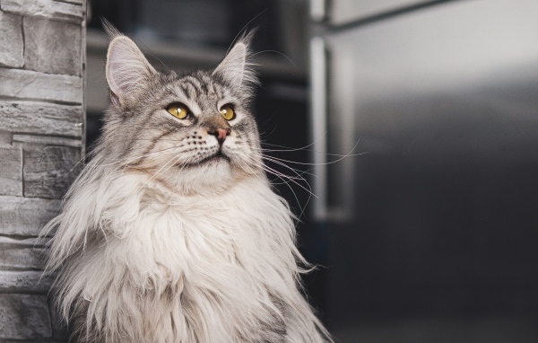 Большой красивый серый мейнкун 