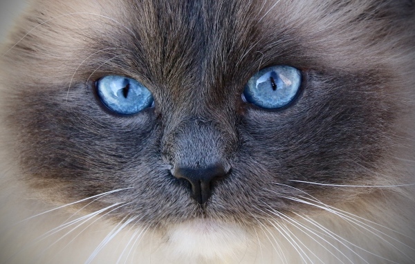 Большие голубые глаза породистой кошки крупным планом