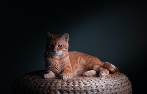 Большой рыжий кот на сером фоне