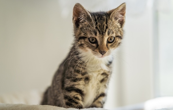 Милый серый котенок сидит на кровати