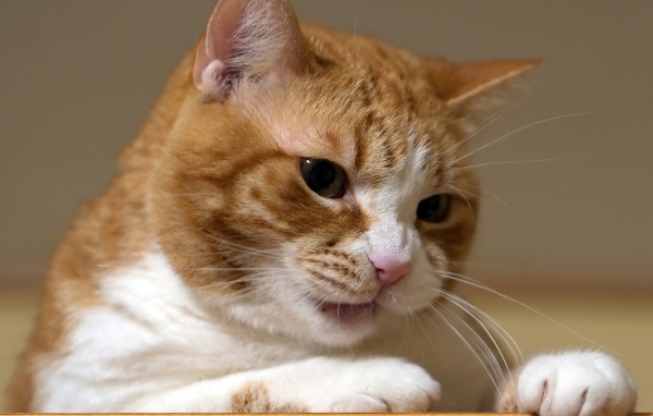 Недовольный рыжий кот крупным планом