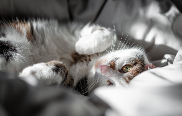 Домашний кот нежится в постели