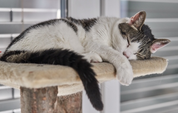 Домашний кот спит на лежанке