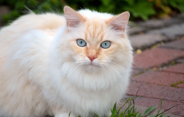 Пушистый кот с красивыми голубыми глазами