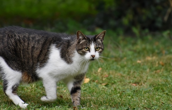Серо-белый кот стоит на зеленой траве