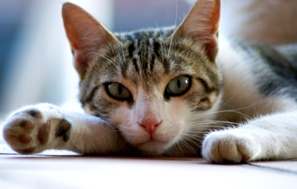 Серый с белым домашний зеленоглазый кот