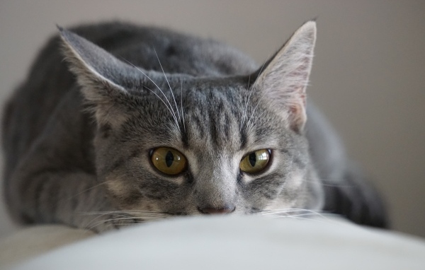 Серая кошка спит на диване