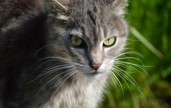 Серый кот с зелеными глазами на улице