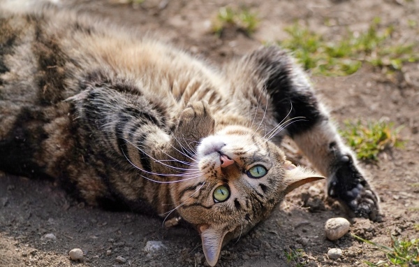 Серый зеленоглазый кот лежит на земле