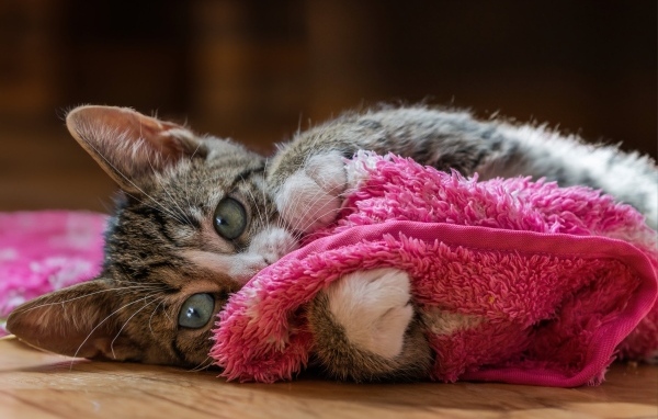 Серый котенок лежит на красном покрывале