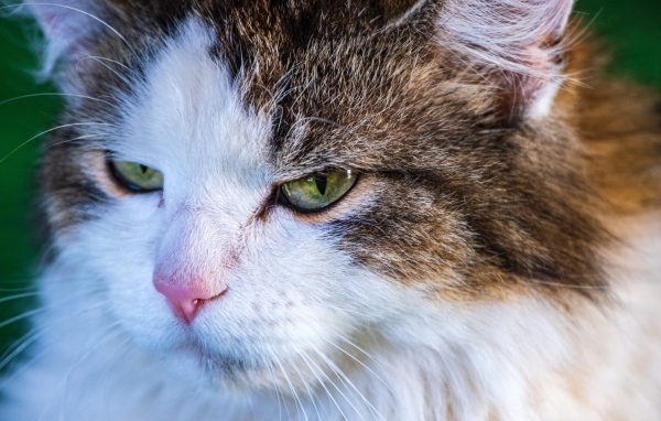 Зеленоглазый кот с розовым носом