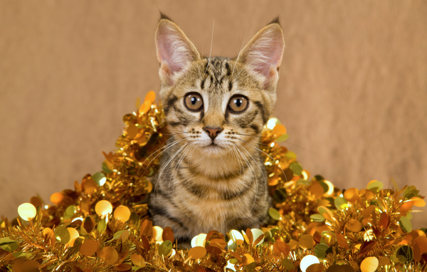 Котенок в новогодней мишуре