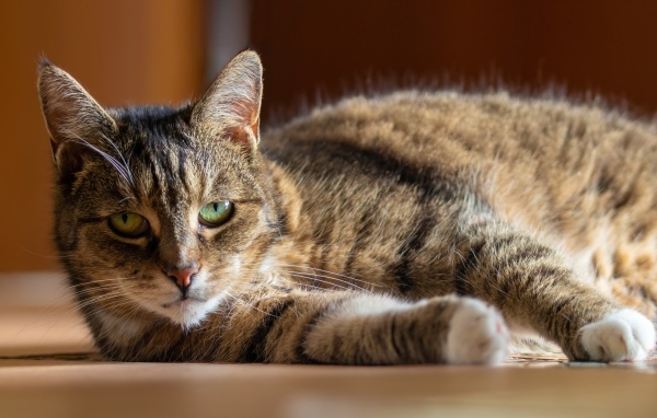 Большой домашний серый кот с зелеными глазами