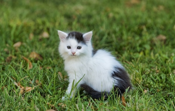 Маленький черно белый котенок сидит на зеленой траве