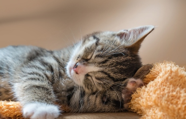 Маленький милый спящий серый котенок