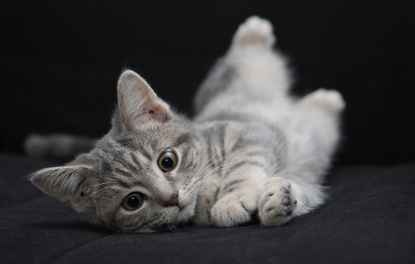 Маленький серый котенок на черном покрывале