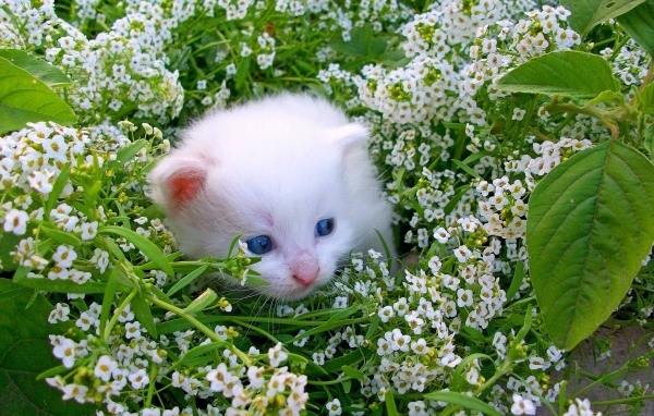Маленький котенок в белых цветах