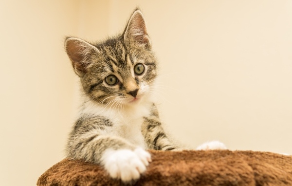 Маленький котенок лежит на подушке