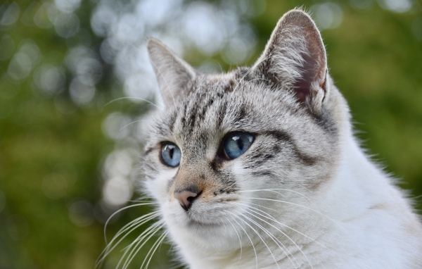 Морда голубоглазой породистой кошки