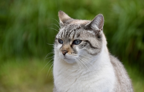 Задумчивый породистый кот 