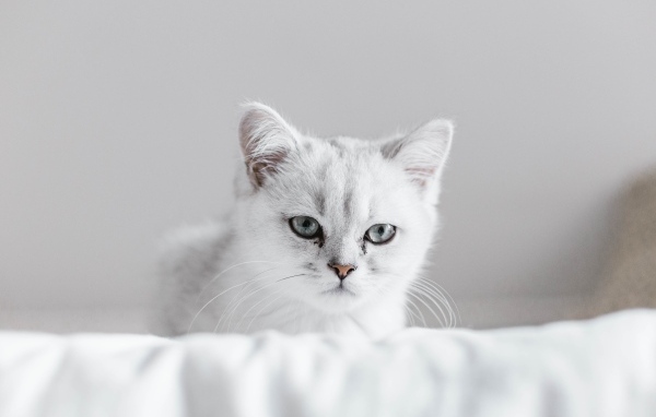 Породистый котенок сидит на белом покрывале
