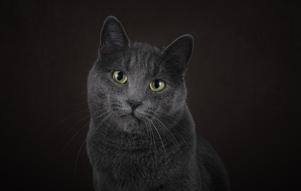 Русская голубая кошка на черном фоне