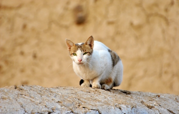 Грустный бродячий кот сидит на камне