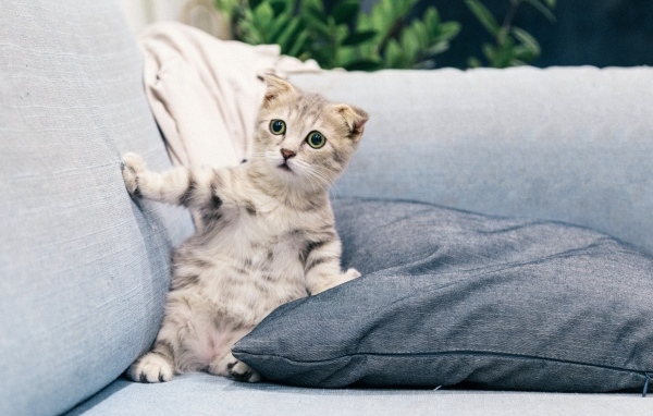 Испуганный котенок лежит на диване