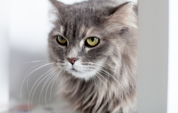 Серьезный взгляд пушистого серого кота