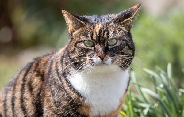 Серьезный полосатый кот гуляет по улице