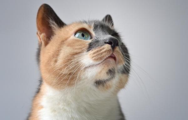 Трехцветная кошка на сером фоне